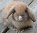 Junior buck from Alouette & Billy the Kid went to a pet home in Tallahassee on 10/30/11.