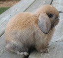 Junior buck from Alouette & Billy the Kid. Pictured at 5 1/2 weeks.