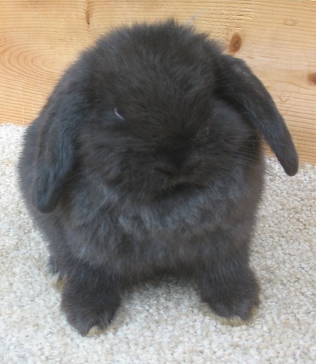 AVAILABLE | Bunny Lops
